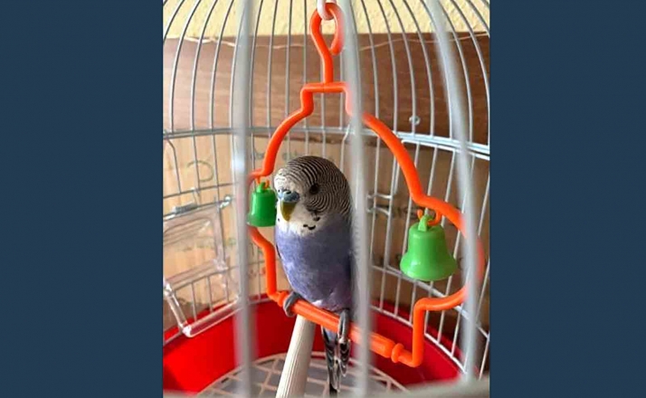 Buscan a los dueños de un periquito encontrado en La Zona