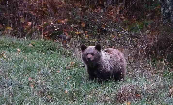 El osezno recuperado en Igüeña (León) ya está reintroducido en el medio natural