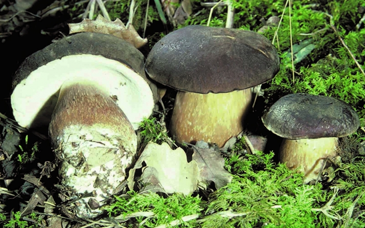 El primer fin de semana de la Tapa Micológica contabiliza más de 15.000 unidades dispensadas 