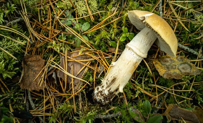 Los remedios nada científicos para averiguar la toxicidad de las setas