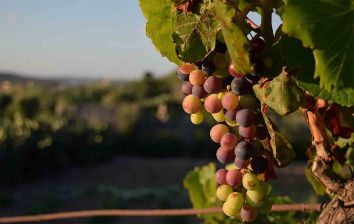 La Junta posibilita la obtención electrónica de los documentos de acompañamiento de los productos vitivinícolas