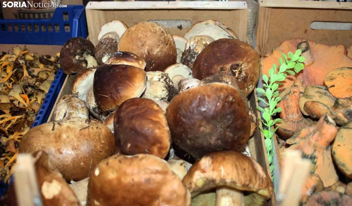 Así andan los precios de las setas en Soria