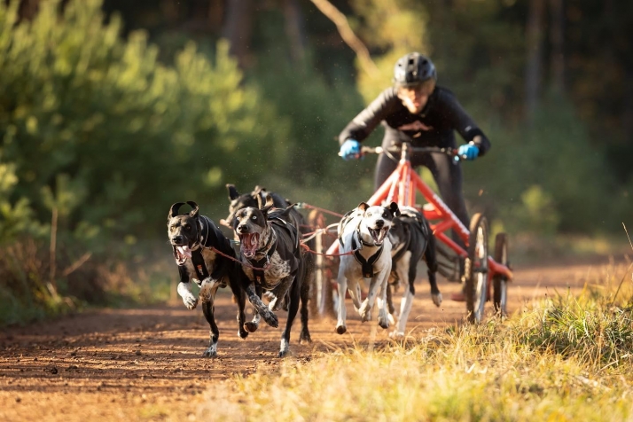 Los representantes sorianos regresan del Europeo de Mushing con un sabor agridulce