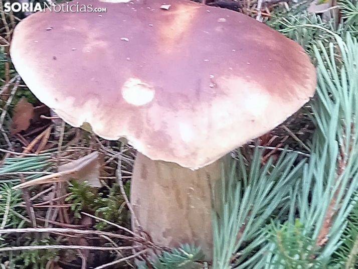 ¿Seguro que congelas bien los hongos?