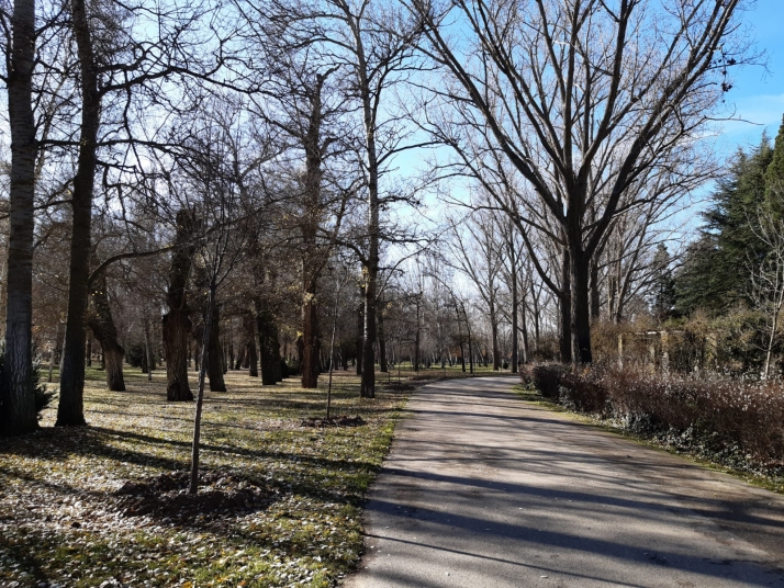 Almazán cierra el año introduciendo más de 220 nuevas plantas en sus espacios verdes
