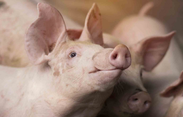 Inquietud en San Esteban por dos futuras explotaciones de porcino