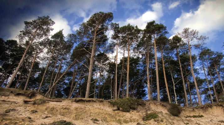 Montes de cinco municipios de Soria obtienen el certificado que acredita la Gestión Forestal Sostenible según los requisitos FSC