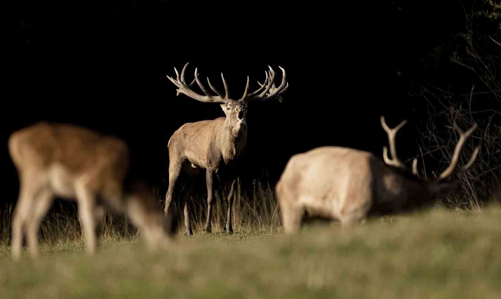 Presentada la propuesta del Plan de Caza para la temporada 2023/2024 de la Reserva de Urbión