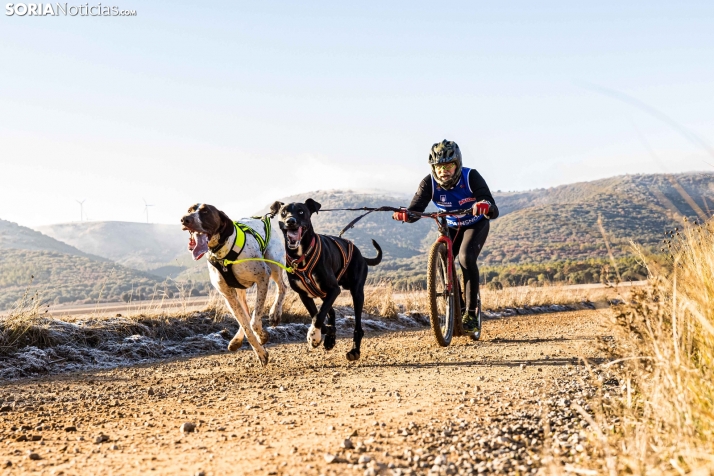 Fotos: Ólvega vuelve a convertirse en el epicentro nacional del mushing