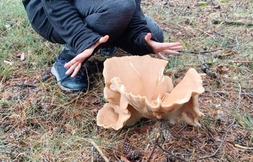 ¿Eres capaz de identificar esta enorme seta encontrada en Soria?