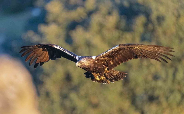 Las grandes rapaces aumentan su población en Castilla y León