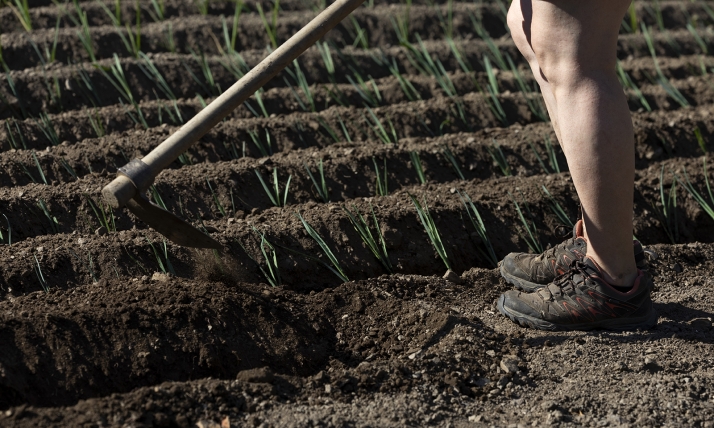 Cultivar un huerto ayuda a reducir el riesgo de cáncer y mejorar la salud mental