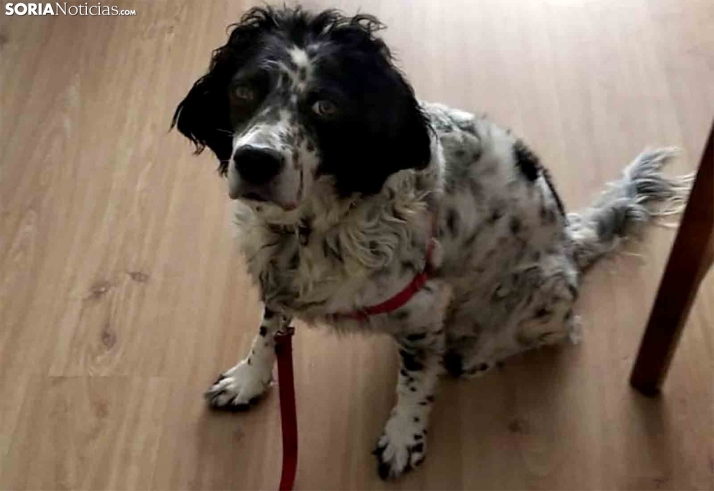 Buscan a Lolo, extraviado en Los Pajaritos