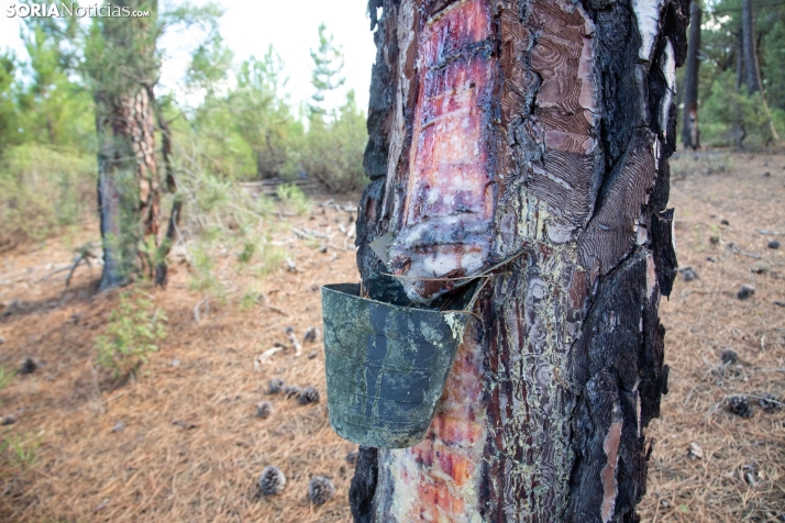 Un futuro interesante para Tardelcuende basado en proyectos resineros y energéticos