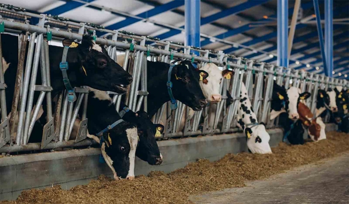 Hacendera celebra la nueva normativa bovina y considera que es el fin del proyecto en Noviercas