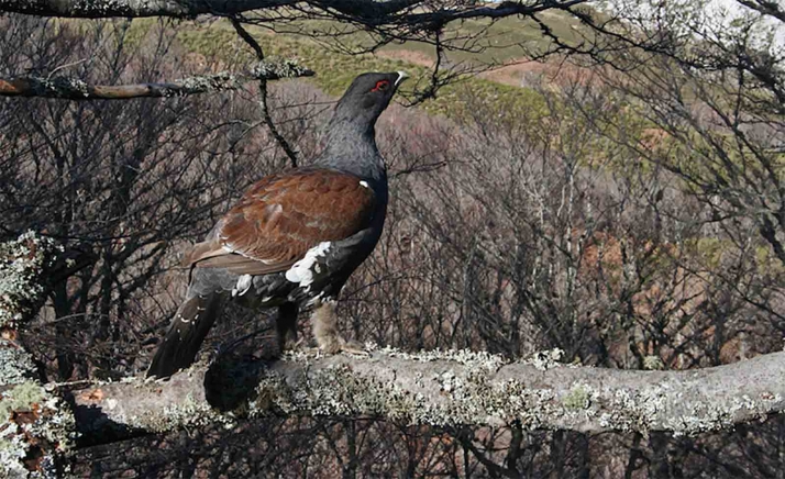La Junta invertirá 1,2M€ en la conservación del visón europeo y el urogallo cantábrico