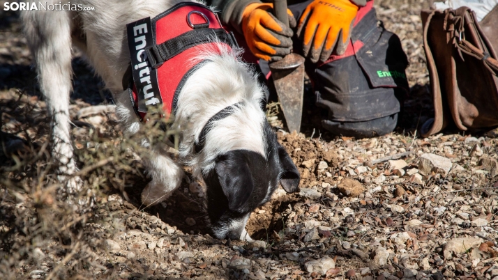 GALERÍA | Así ha sido el primer día de la Feria de la Trufa de Abejar