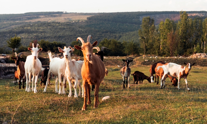  14M€ para 29 proyectos innovadores en el sector agrícola, ganadero, forestal y agroalimentario de Castilla y León