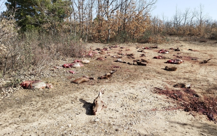 Investigan la aparición de numerosos restos de animales en Soria