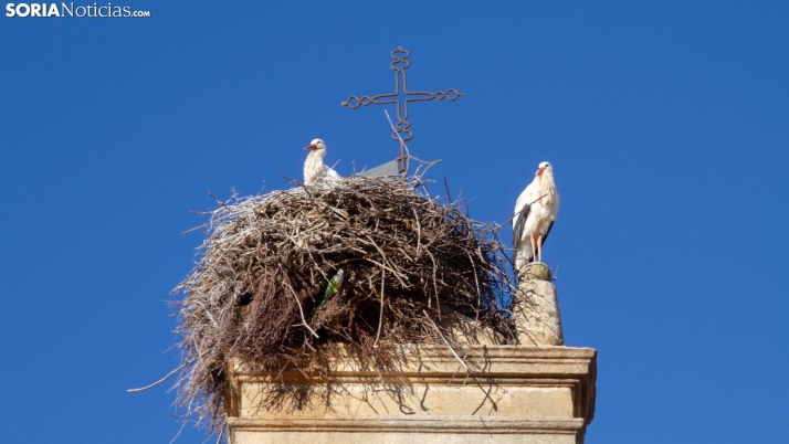 Galería: Por San Blas, la cigüeña verás