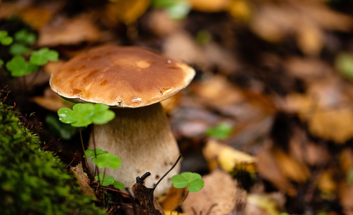 El Instituto Europeo Micológico aprueba su plan 2023 con fondos UE y la implicación de Soria