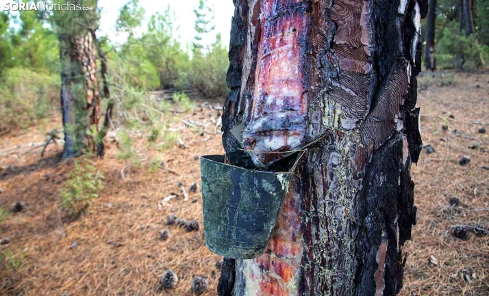 Constituido el grupo motor del Observatorio de la Resina