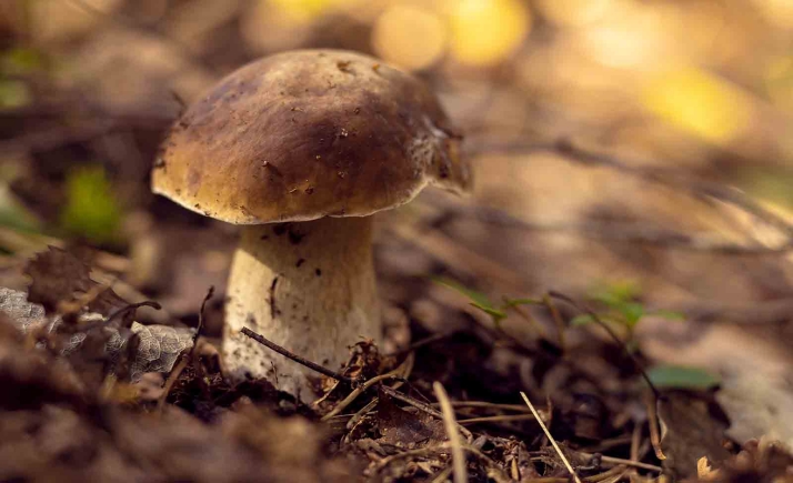 Castilla y León actualiza la aplicación ‘MICO’ para agilizar la gestión de los parques y acotados de setas