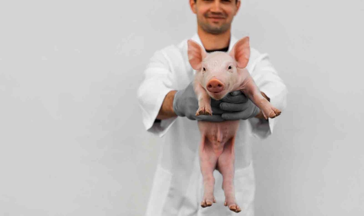 Identifican un mecanismo clave para la formación del virus de la peste porcina africana