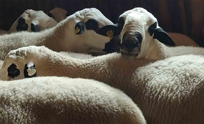 Castilla y León apuesta por las lonjas de referencia para la mejora del funcionamiento de la cadena alimentaria