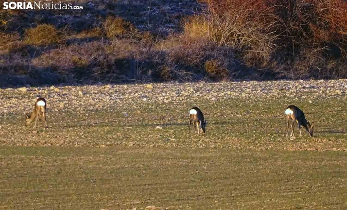 ASAJA Soria pide intensificar el control sobre la fauna salvaje en la provincia