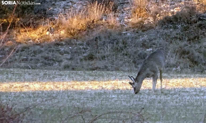 Ven privatización en la gestión de la caza con el nuevo sistema de envío de precintos