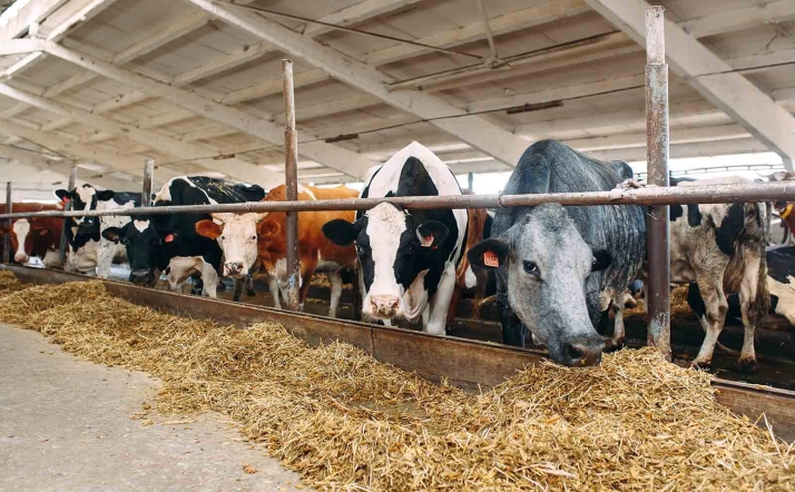 Valle de Odieta no tira la toalla y pide a la Junta que continúe con la tramitación de la vaquería