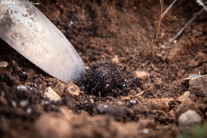 ¿Denominación de origen para la trufa negra de Soria? No puede ser que por intereses personales no se haga algo que es bueno para Soria