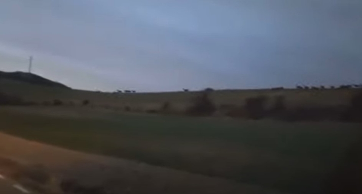 Vídeos: Ni una película de DiCaprio, ni una estampida de búfalos: los ciervos amenazan las carreteras de Soria