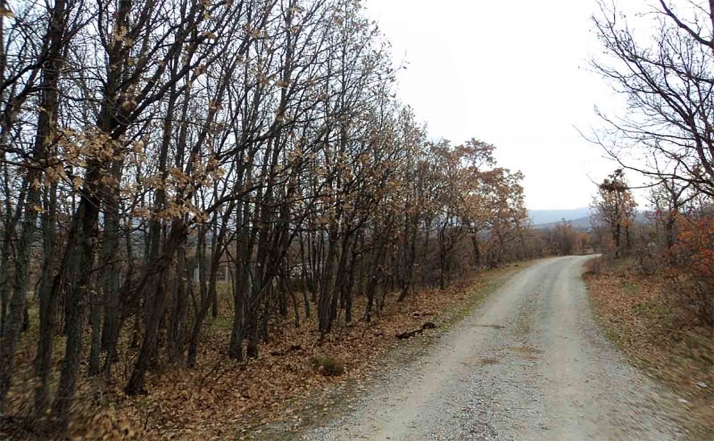 Estudian la madera de rebollo para fabricar barricas de Ribera del Duero
