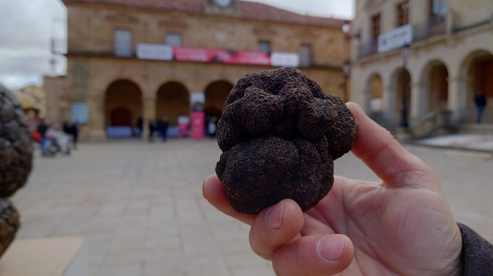 La trufa de Soria traspasa fronteras y llega a Nueva York