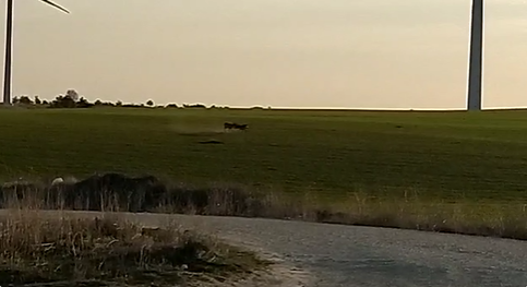 Dos corzos se enfrentan al amanecer en Soria