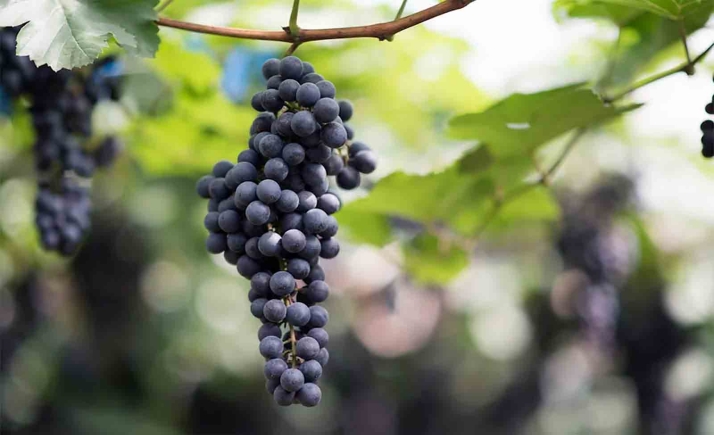 Convocadas las ayudas para la reestructuración y reconversión de viñedos en Castilla y León