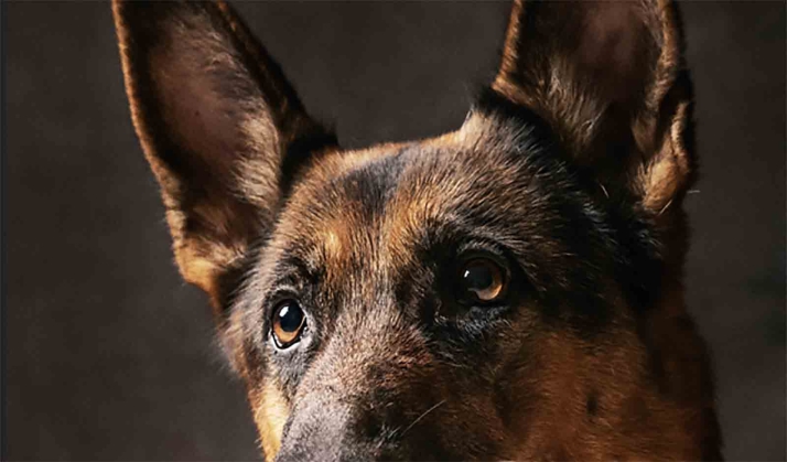 Detenido en Valladolid por dejar a un perro sin comida ni agua en un patio lleno de escombros y excrementos