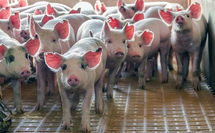 Podemos invita a manifestarse contra una granja porcina en Fuentearmegil