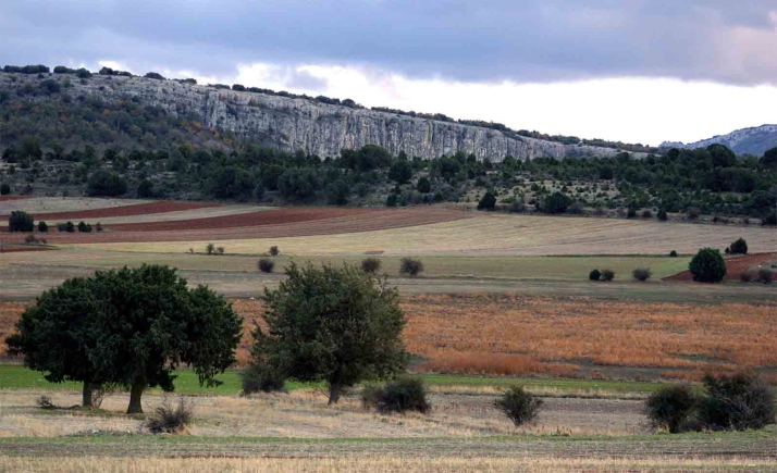 Las sabinas se adaptan a la sequía en sus nuevas áreas de expansión optimizando el crecimiento de raíces y troncos