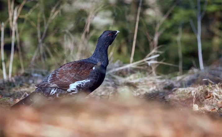 Castilla y León restringe temporalmente el acceso a áreas críticas de urogallo 