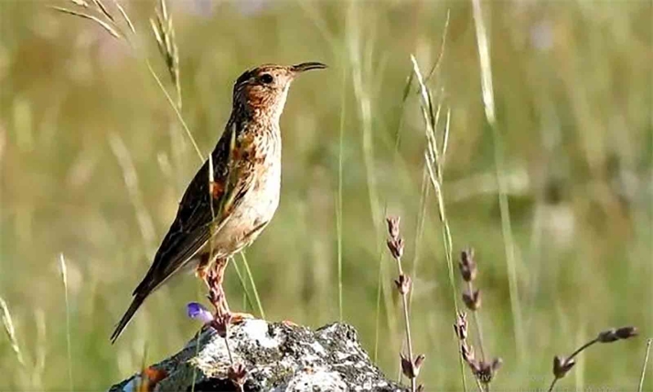 La alondra ricotí y el sisón pueden desaparecer de Soria en una década