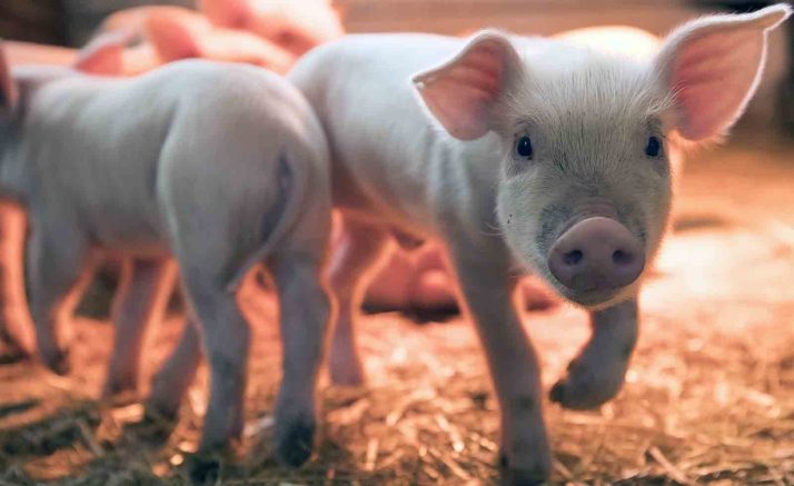 Descartado el proyecto de la granja porcina en Recuerda