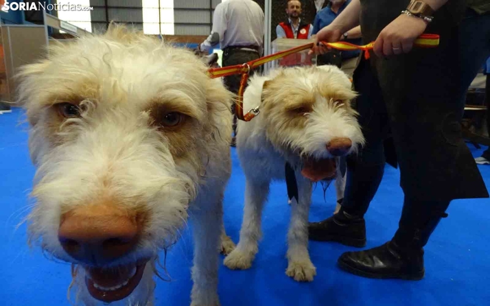 GALERÍA | Así abre Venalmazán, hasta el domingo