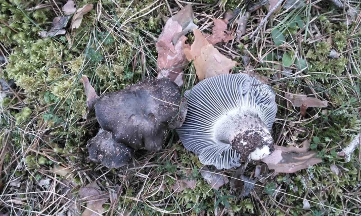 ¿Amante de la micología en Soria? Senderos del Duero te presenta una ruta idónea para apreciar hongos el próximo otoño