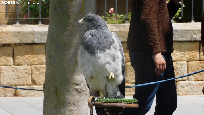 Fotos: Varias aves rapaces anidan en el Espolón para sorpresa de los sorianos