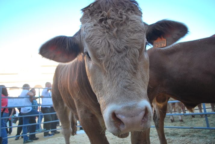 La Diputación completa las ayudas a Agricultura con unos 500.000€ para 3 líneas distintas
