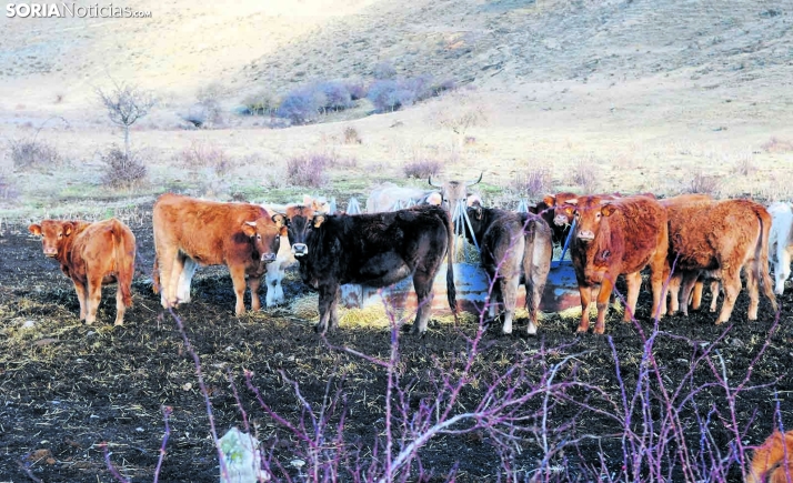 La Junta se muestra extrañada al recibir menos ayudas para la ganadería que otras comunidades
