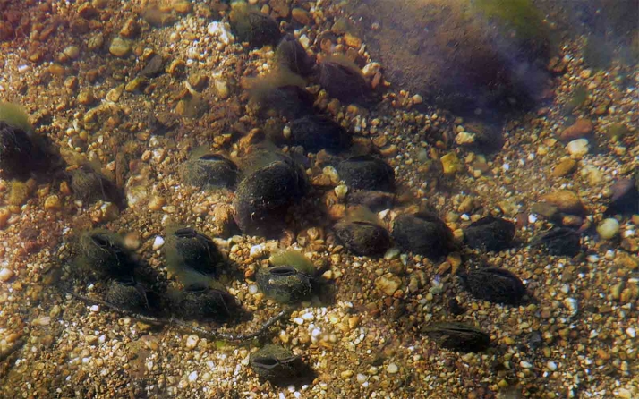 Castilla y León inicia un nuevo proyecto para la conservación de la náyade o mejillón de río en peligro de extinción